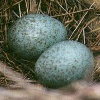 Curved-billed Thrasher Eggs