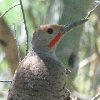 Common Flicker Woodpecker