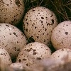 Gambel's Quail Eggs